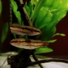 Wężogłów czerwony - Channa micropeltes