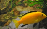 akwarium pyszczak yellow lub żółty