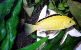 pyszczak yellow lub żółty - labidochromis caeruleus