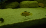 pyszczak yellow lub żółty - labidochromis caeruleus