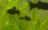 akwarium Molinezja Black Molly
