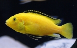 akwarium pyszczak yellow lub żółty