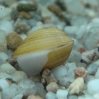 Małża yellow mini - Corbicula javanicus