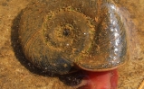 Zatoczek rogowy - Planorbarius corneus