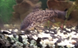 akwarium Kiryśnik czarnoplamy