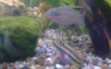 Barwniak czerwonobrzuchy - Pelvicachromis pulcher