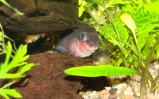 Barwniak szmaragdowy - Pelvicachromis taeniatus 