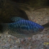Gurami niebieski - Trichogaster trichopterus sumatranus