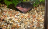 Barwniak szmaragdowy - Pelvicachromis taeniatus 