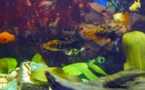akwarium Mieczyk Hellera