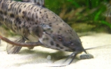 akwarium Kiryśnik czarnoplamy