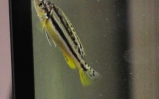 Pyszczak złocisty - Melanochromis auratus