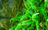 Kryptokoryna Wendta zielona - Cryptocoryne wendtii green