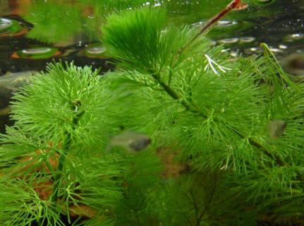Kabomba zielona - Cabomba aquatica