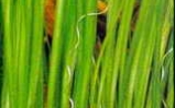 Nurzaniec spiralny - Vallisneria spiralis