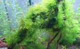 Mech jawajski - Vesicularia dubyana