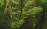 Rogatek sztywny - Ceratophyllum demersum