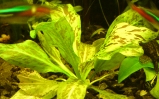 Żabienica bartha - Echinodorus bartha