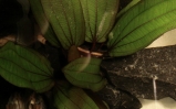 Żabienica Blehera - Echinodorus bleheri