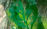Paprotka Rutewkowata - Ceratopteris Siliquosa