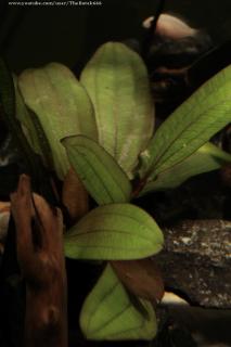 Żabienica Blehera - Echinodorus bleheri