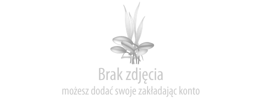Amania wysmukła - Ammania gracilis